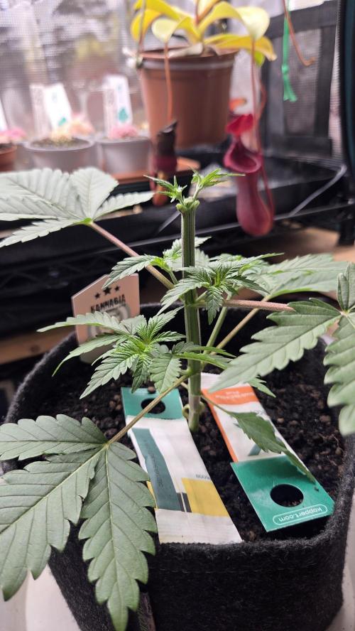 Kannabia Sunset Sherbet Go Fast. Week 3 - Tag 27