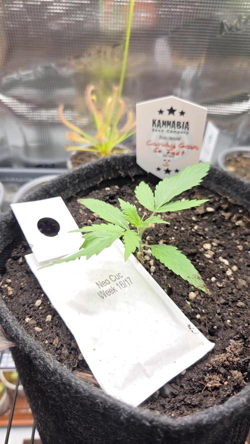 Kannabia Candy Cream Go Fast. Week 2 - Tag 17