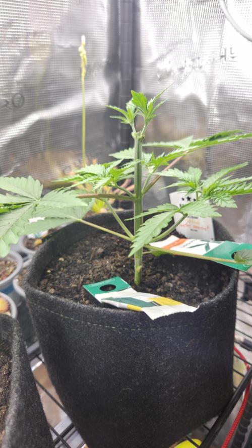 Kannabia Sunset Sherbet Go Fast. Week 3 - Tag 28