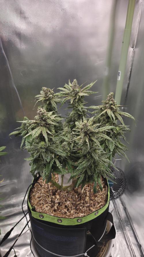 Lazyboyseeds Baked in Hossegor. Week 13 - Tag 96
Blütetag 51