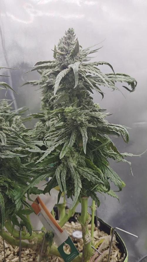 Lazyboyseeds Baked in Hossegor