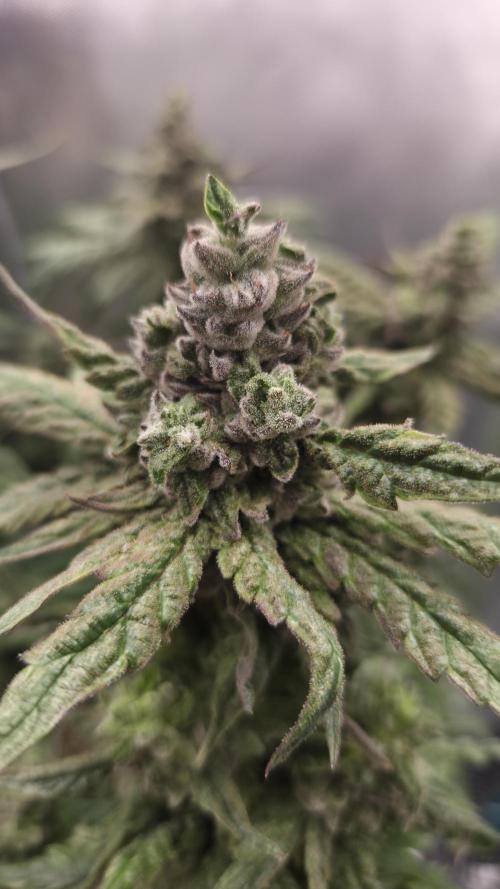 Lazyboyseeds Baked in Hossegor. Week 13 - Tag 96
Blütetag 51