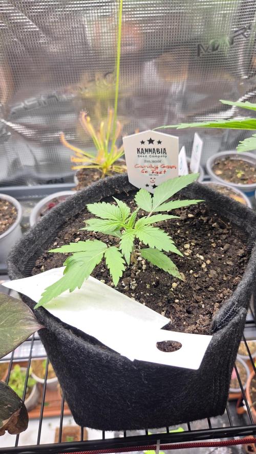 Kannabia Candy Cream Go Fast. Week 2 - Tag 19