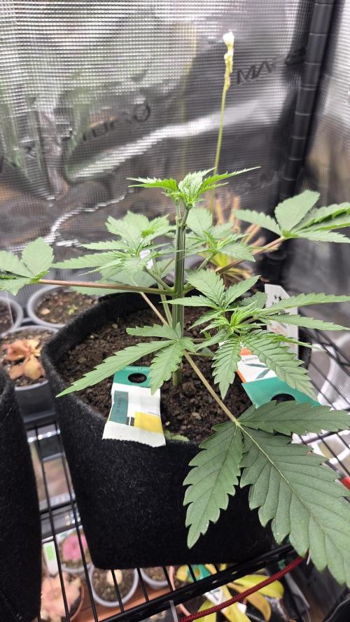 Kannabia Sunset Sherbet Go Fast. Week 4 - Tag 29