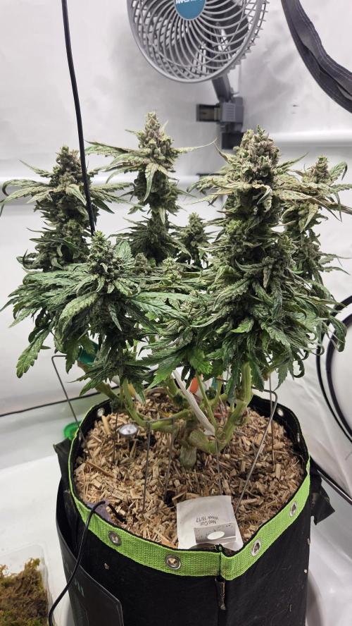 Lazyboyseeds Baked in Hossegor. Week 13 - Tag 98
Blütetag 53