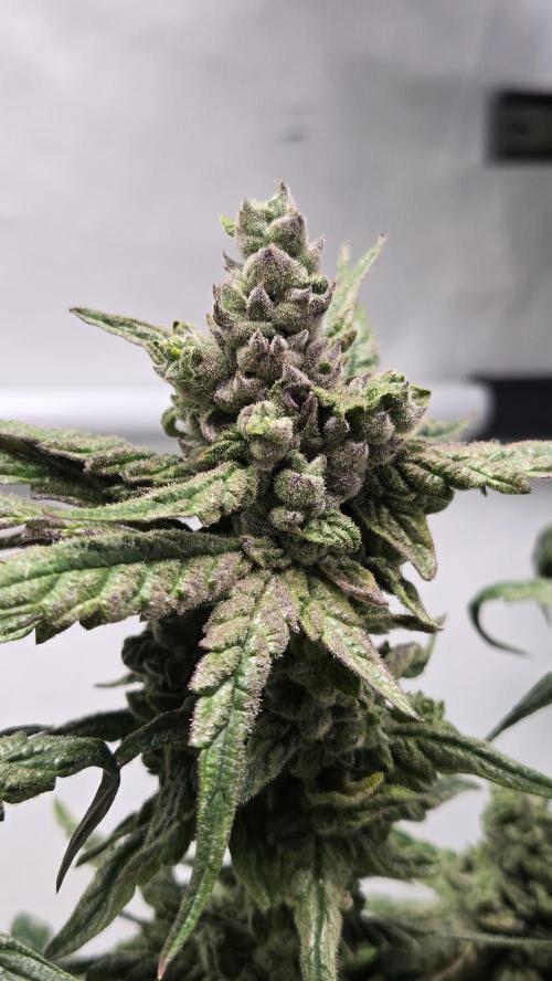 Lazyboyseeds Baked in Hossegor. Week 13 - Tag 98
Blütezeit 53