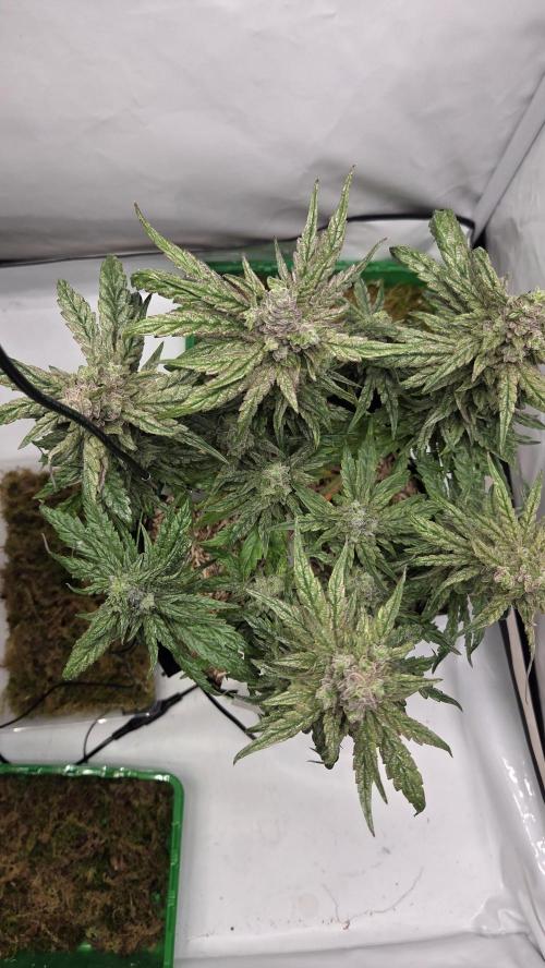 Lazyboyseeds Baked in Hossegor. Week 13 - Tag 98
Blütetag 53