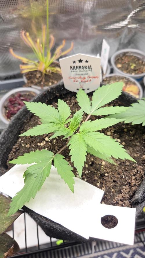 Kannabia Candy Cream Go Fast. Week 2 - Tag 20