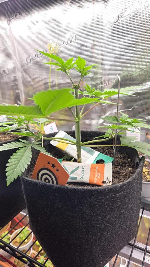 Kannabia Sunset Sherbet Go Fast. Week 4 - Tag 30