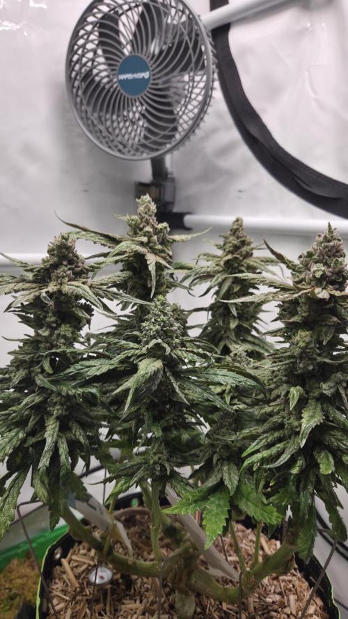 Lazyboyseeds Baked in Hossegor. Week 14 - Tag 99
Blütetag 54