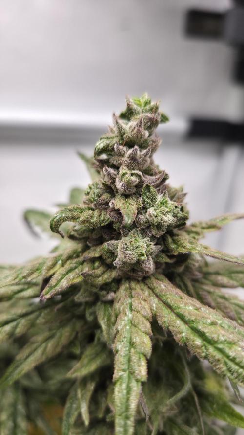Lazyboyseeds Baked in Hossegor. Week 14 - Tag 99
Blütetag 54
