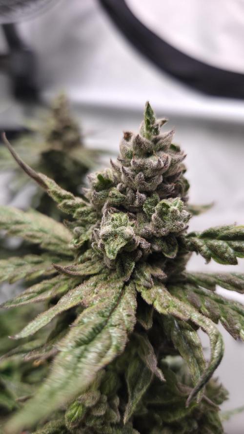 Lazyboyseeds Baked in Hossegor. Week 14 - Tag 99
Blütetag 54
