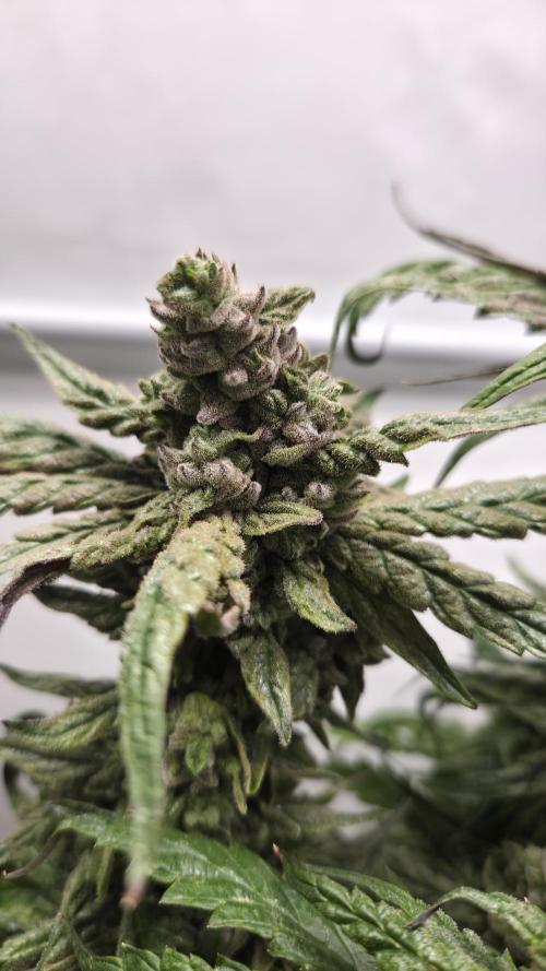 Lazyboyseeds Baked in Hossegor. Week 14 - Tag 99
Blütetag 54