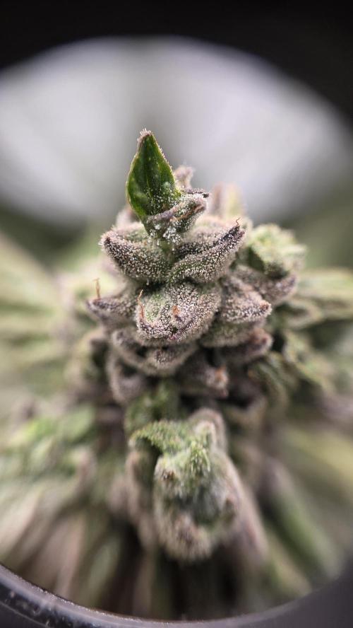 Lazyboyseeds Baked in Hossegor. Week 14 - Tag 99
Blütetag 54