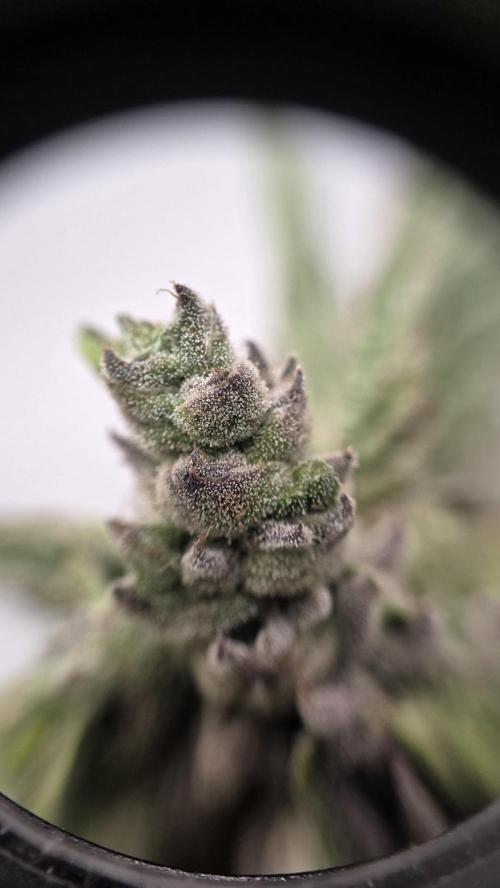 Lazyboyseeds Baked in Hossegor. Week 14 - Tag 99
Blütetag 54