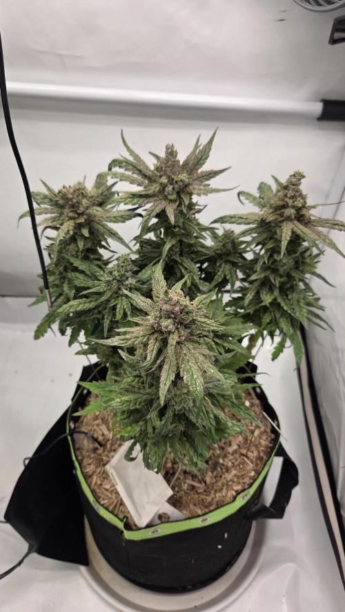 Lazyboyseeds Baked in Hossegor. Week 14 - Tag 100
Blütetag 55