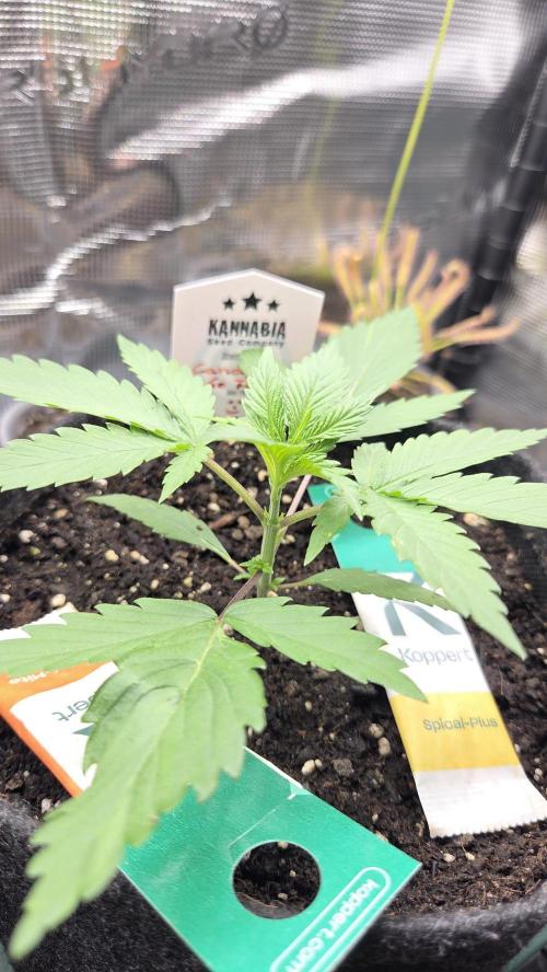 Kannabia Candy Cream Go Fast. Week 2 - Tag 21