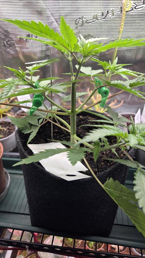 Kannabia Sunset Sherbet Go Fast. Week 4 - Tag 32