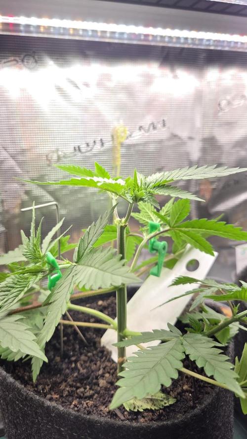 Kannabia Sunset Sherbet Go Fast. Week 4 - Tag 31