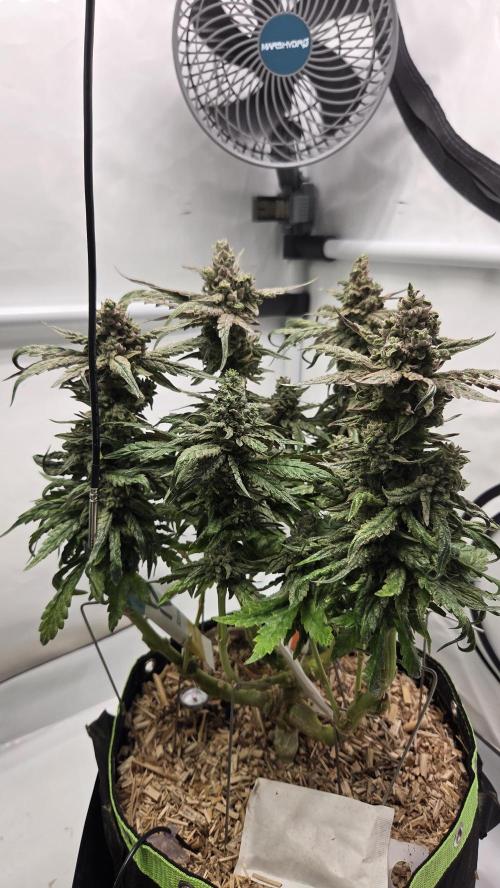 Lazyboyseeds Baked in Hossegor. Week 14 - Tag 101
Blütetag 56