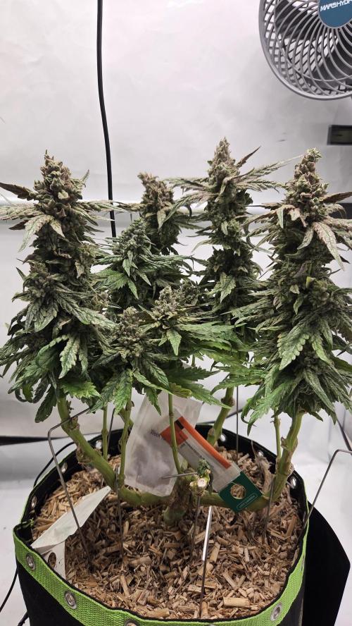 Lazyboyseeds Baked in Hossegor. Week 14 - Tag 101
Blütetag 56