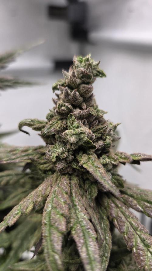 Lazyboyseeds Baked in Hossegor. Week 14 - Tag 101
Blütetag 56