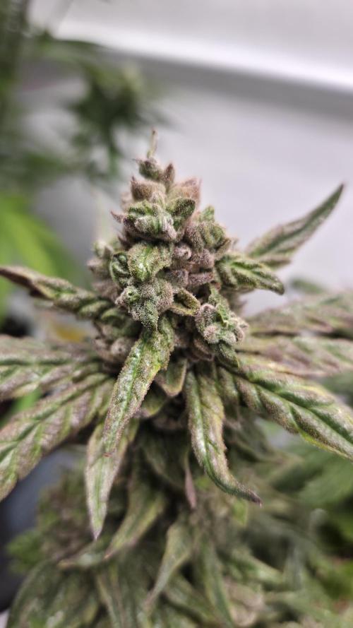 Lazyboyseeds Baked in Hossegor. Week 14 - Tag 101 Blütetag 56