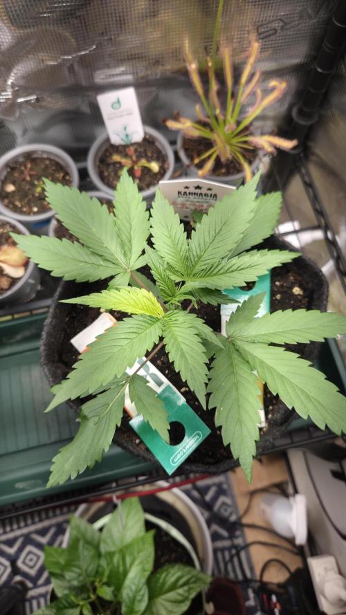 Kannabia Candy Cream Go Fast. Week 3 - Tag 23