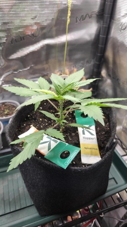 Kannabia Candy Cream Go Fast. Week 3 - Tag 23