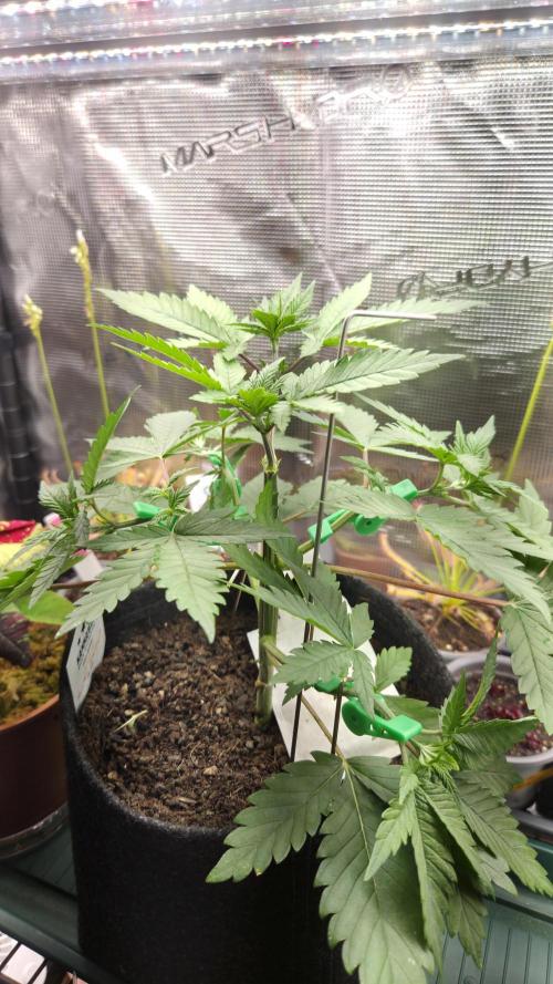 Kannabia Sunset Sherbet Go Fast. Week 4 - Tag 33