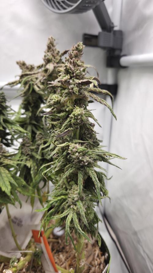 Lazyboyseeds Baked in Hossegor. Week 14 - Tag 102
Blütetag 57