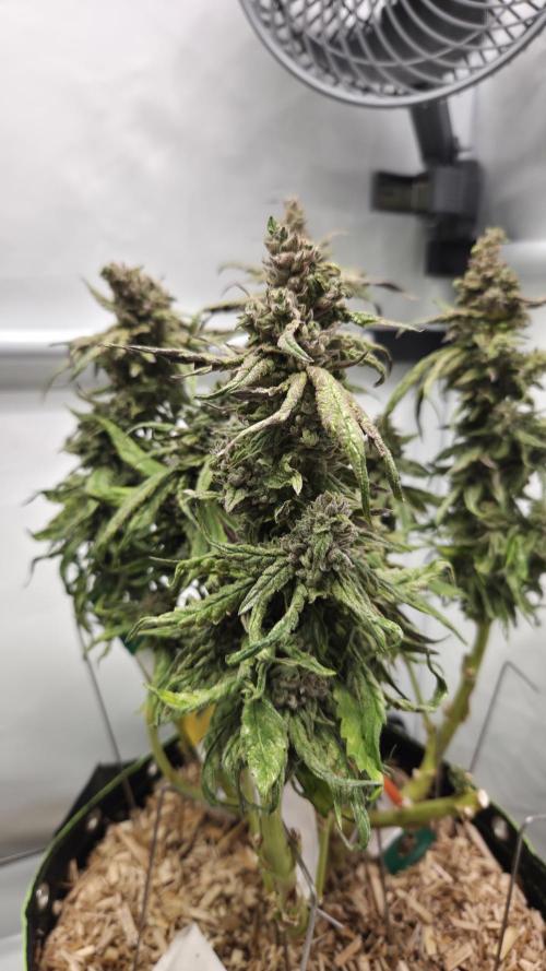 Lazyboyseeds Baked in Hossegor. Week 14 - Tag 102
Blütetag 57