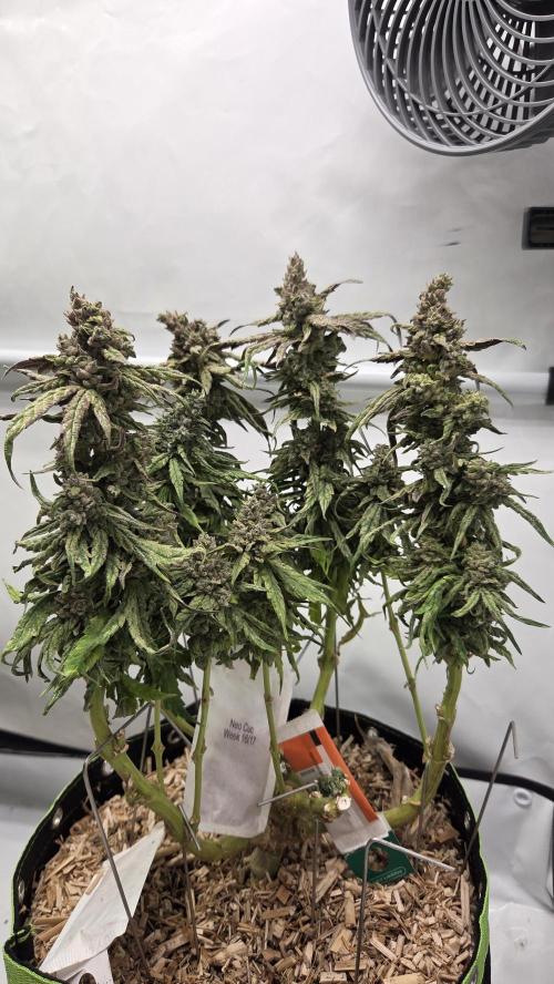 Lazyboyseeds Baked in Hossegor. Week 14 - Tag 102
Blütetag 57