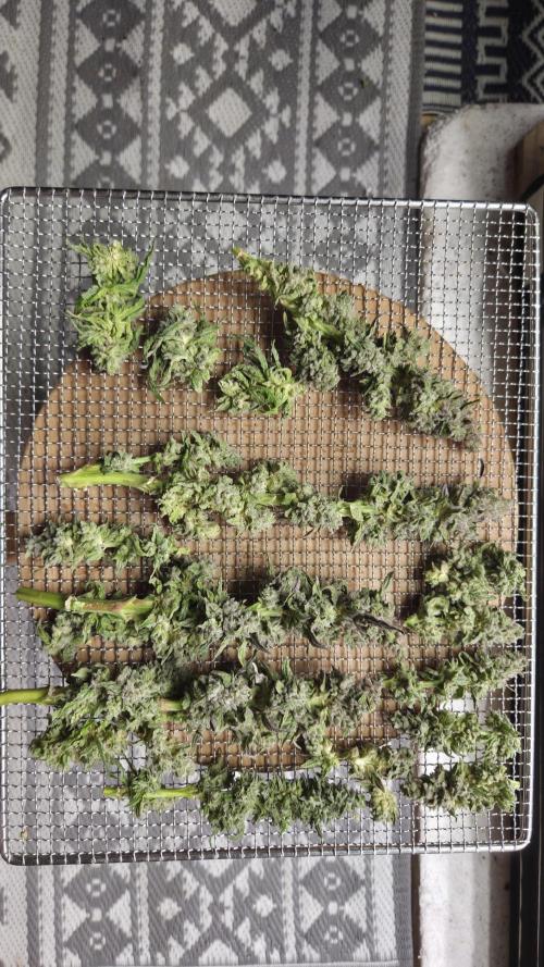 Lazyboyseeds Baked in Hossegor. Week 15 - Nicht viel aber mal sehen wies schmeckt.