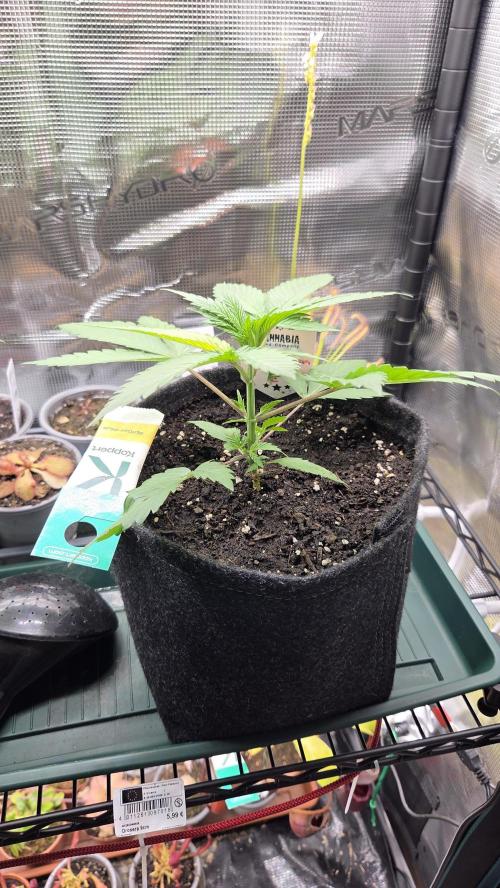 Kannabia Candy Cream Go Fast. Week 3 - Tag 24