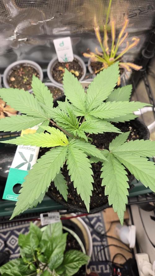 Kannabia Candy Cream Go Fast. Week 3 - Tag 24