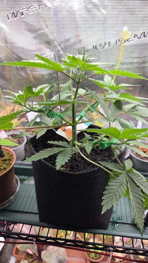 Kannabia Sunset Sherbet Go Fast. Week 4 - Tag 34