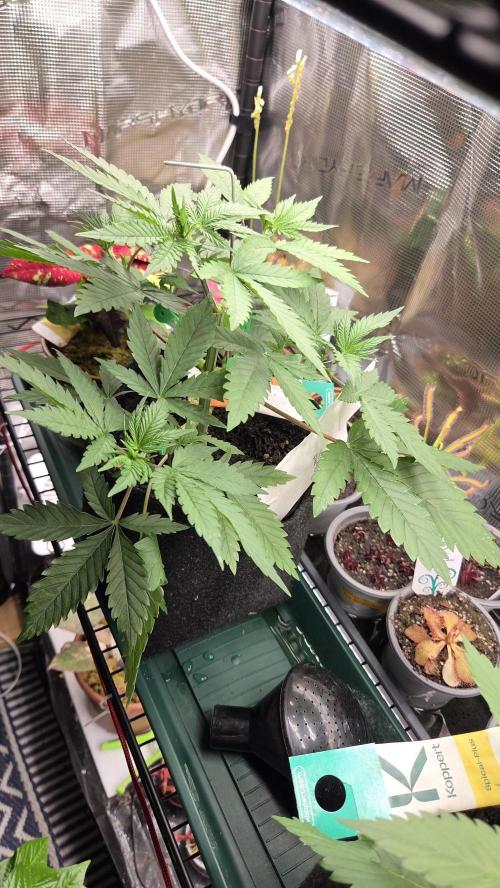 Kannabia Sunset Sherbet Go Fast. Week 4 - Tag 34