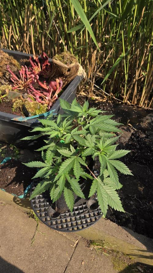 Kannabia Sunset Sherbet Go Fast. Week 4 - Tag 35