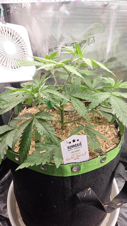 Kannabia Sunset Sherbet Go Fast. Week 4 - Tag 35