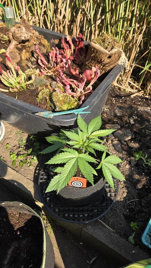 Kannabia Candy Cream Go Fast. Week 3 - Tag 25