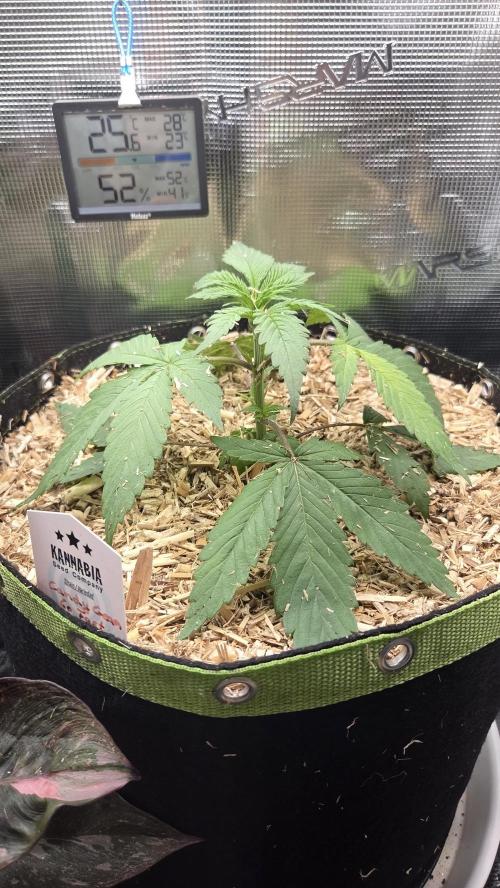 Kannabia Candy Cream Go Fast. Week 3 - Tag 25