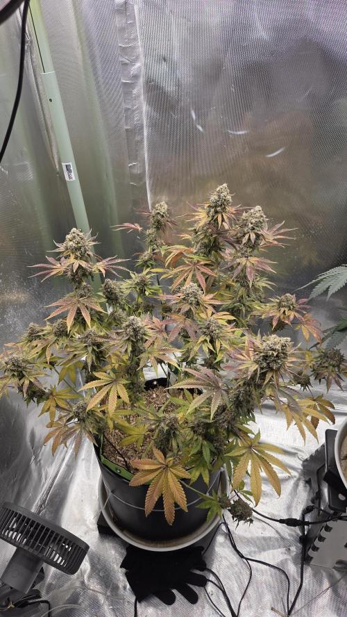 Sensis Cherry Strudel. Week 14 - Tag 101
Blütetag 59
