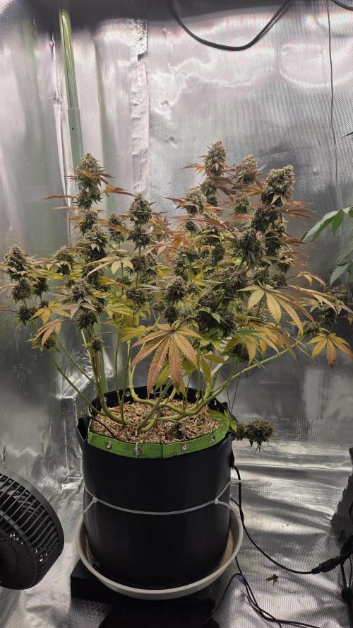 Sensis Cherry Strudel. Week 14 - Tag 101
Blütetag 59