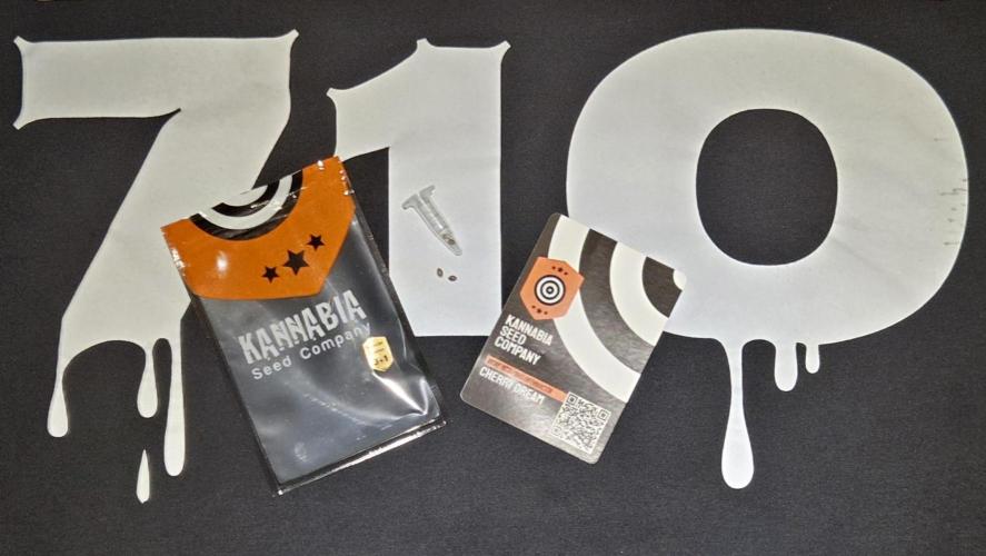 Kannabias Cherry Dream. Week 0 - Tag 1