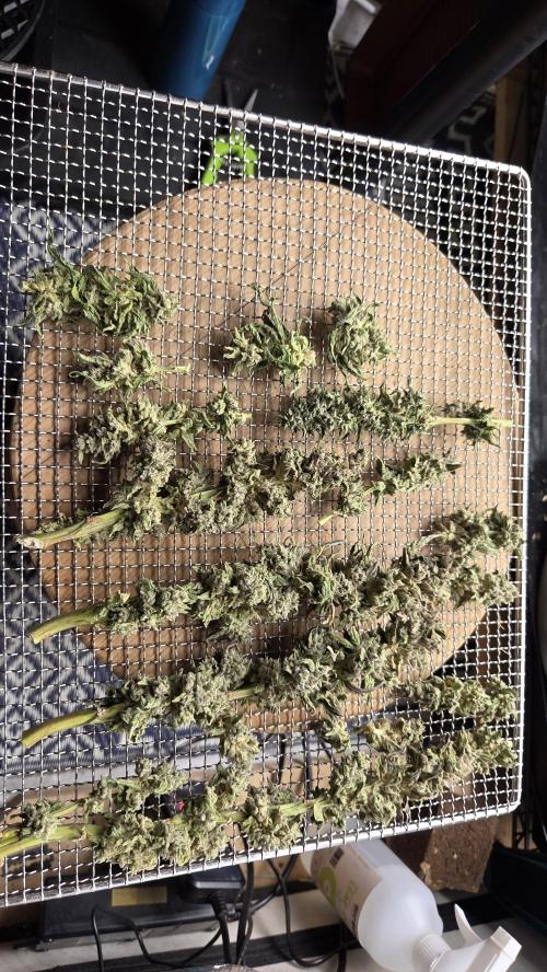 Lazyboyseeds Baked in Hossegor. Week 15 - Viel geschrumpft sind sie nicht.