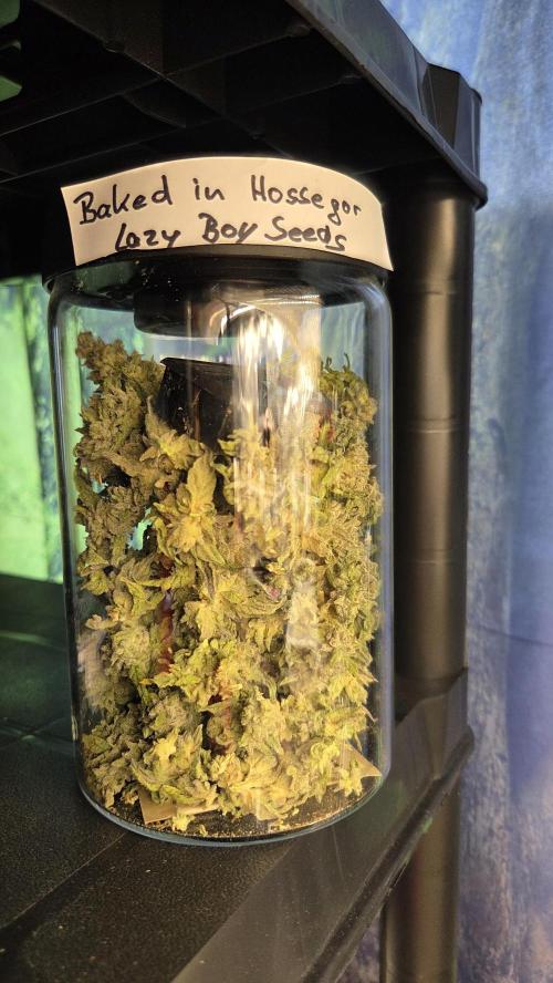 Lazyboyseeds Baked in Hossegor. Week 15