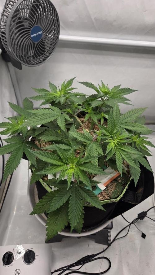 Kannabia Sunset Sherbet Go Fast. Week 5 - Tag 37
Blütetag 1