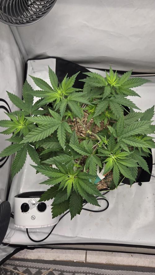 Kannabia Sunset Sherbet Go Fast. Week 5 - Tag 37
Blütetag 1
