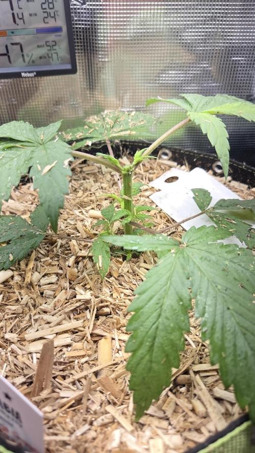 Kannabia Candy Cream Go Fast. Week 3 - Tag 26